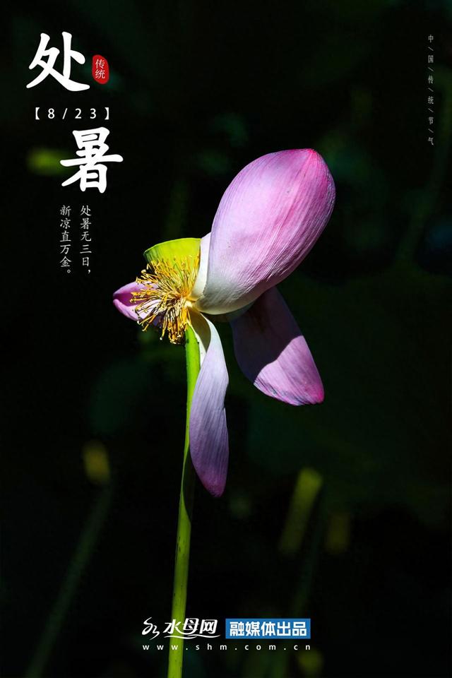 节气里的大美烟台｜处暑篇