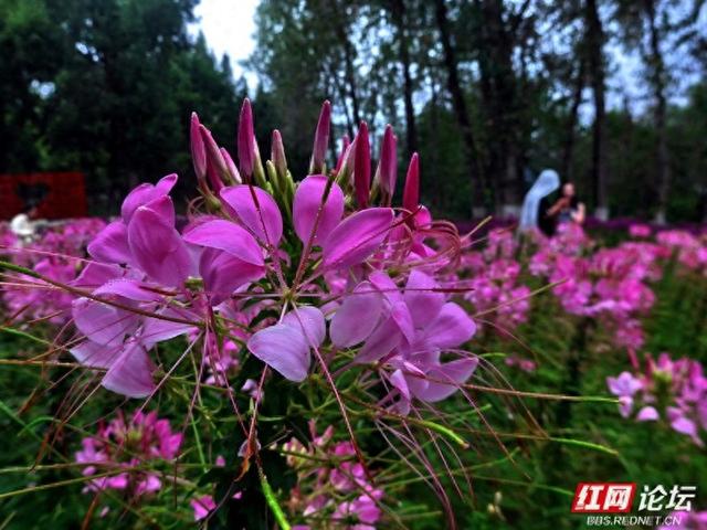 漫步株洲湘江风光带，邂逅醉蝶花海的浪漫