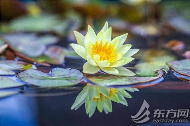 辰山植物园睡莲展即将开幕，七大展区全攻略