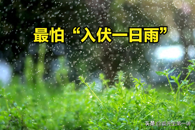 今日入伏，老人说最怕“入伏一日雨”，入伏天下雨有啥预兆？