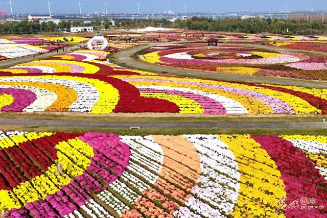 菊花似海 盛开似锦