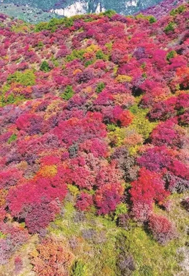 周末想出门？邯郸太行山红叶、紫山粉黛、广府古城……等你打卡