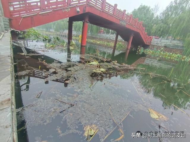 许昌护城河之殇：守护历史文脉，亟待治污行动