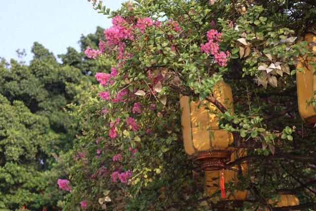紫薇花开！德阳这些“打卡点”超出片