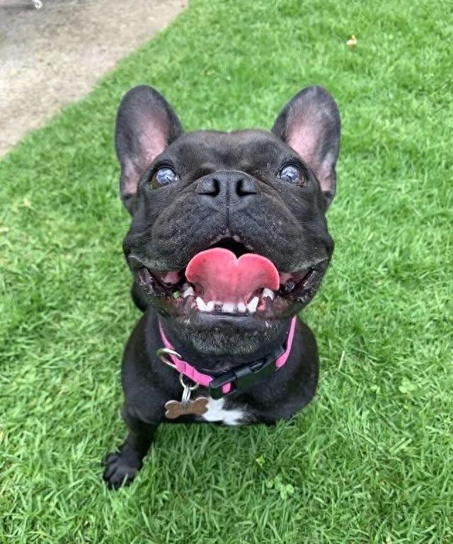 小狗逃脱记图文攻略（狗狗迷路怎么办6个常见藏身之地与防走失的方法）