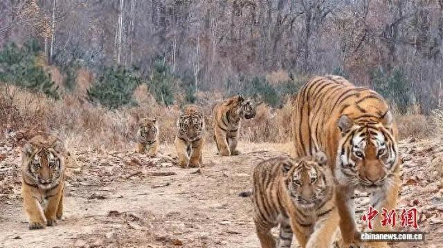 虎虎虎虎虎虎，中国首次！世界罕见！