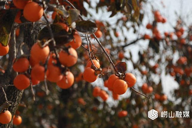 崂山沙子口：双拥公园丹柿如火 成网红打卡地