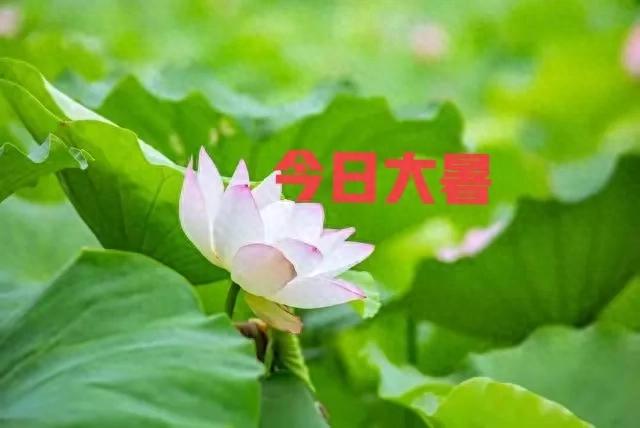 “秋老虎有没有，就看大暑”，今日大暑，今年秋天有大热吗？