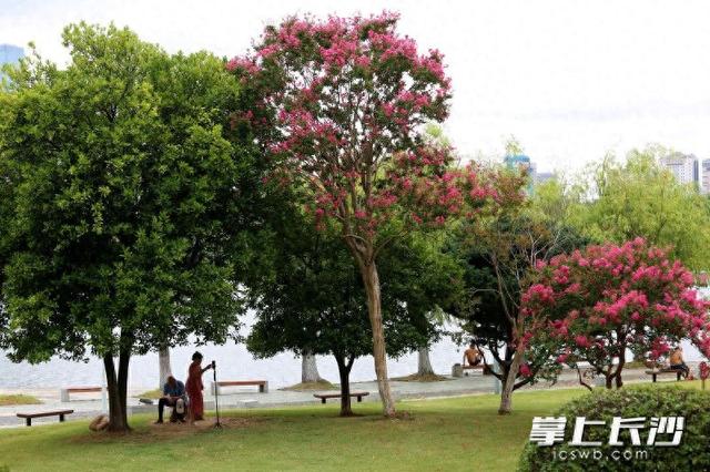烈士公园：紫薇花绽放开出热烈和浪漫