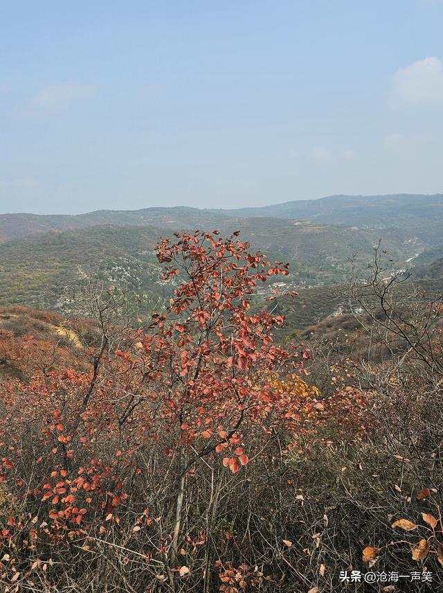 大山深处的美，红叶飘飘荡荡，风景无处不在，风光无时不有!