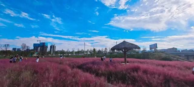 如约而至！桃花源里的浪漫粉黛你拍了吗~