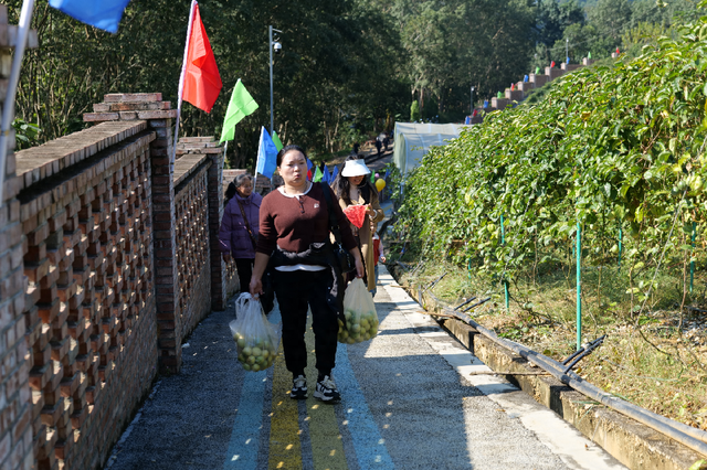 河口挖到“宝”！百香果采摘+童趣捞鱼，周末带娃嗨玩两条半！