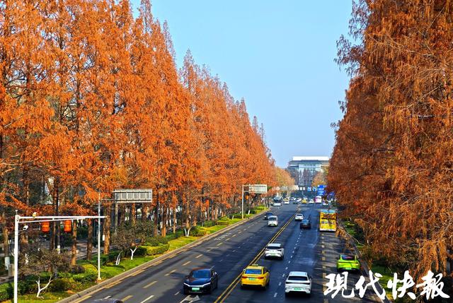 一键解锁冬日浪漫，南京这些杉树秘境美如画