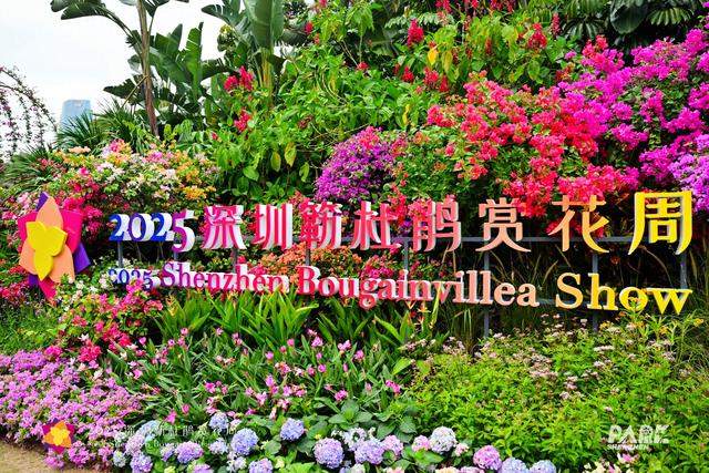 15天，125.95万人次，深圳簕杜鹃赏花周火爆收官！