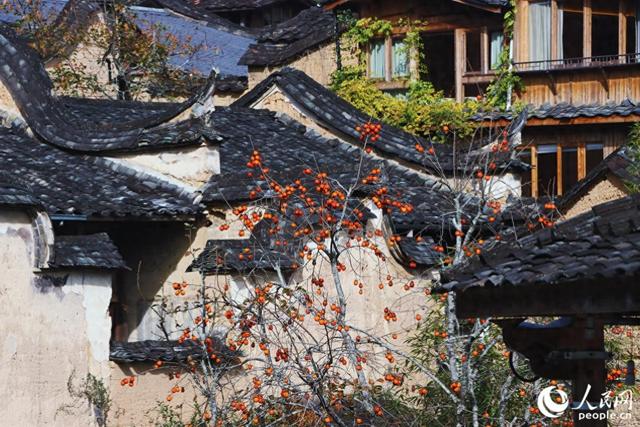 冬日里的宁德古村：红柿映古厝