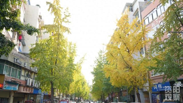 雁城小北街银杏披“金甲” 市民打卡享受冬日浪漫