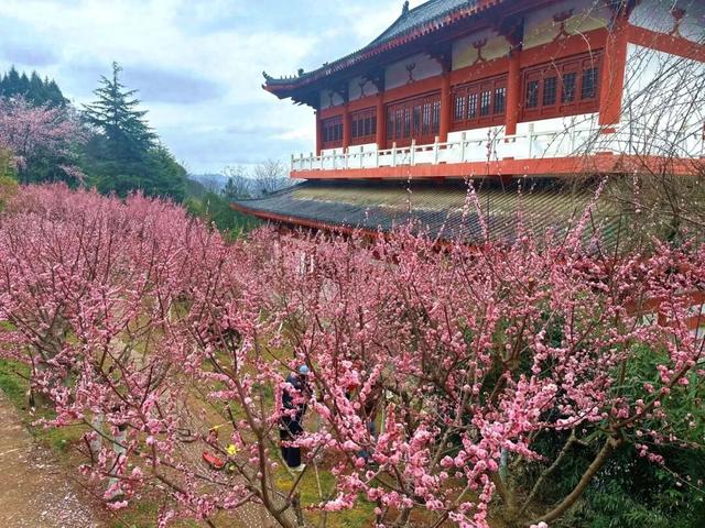 暗香浮动报春归！徽县州主山梅花悄然绽放，邀您共赴春日之约