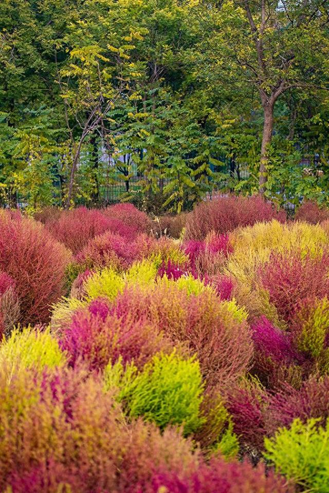 秋高气爽赏滨城丨蓟运河绿道公园深秋记