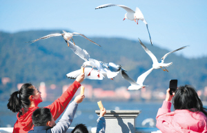 观鸥季启幕 “鸥”经济升温