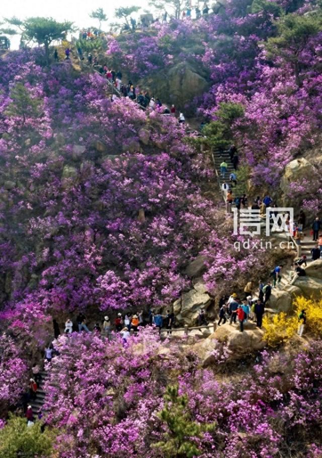 青岛发布十大春日主题线路 解锁山海岛城浪漫