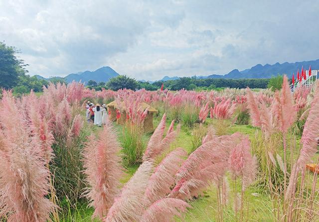 万峰林纳录花海粉色芦苇引客来