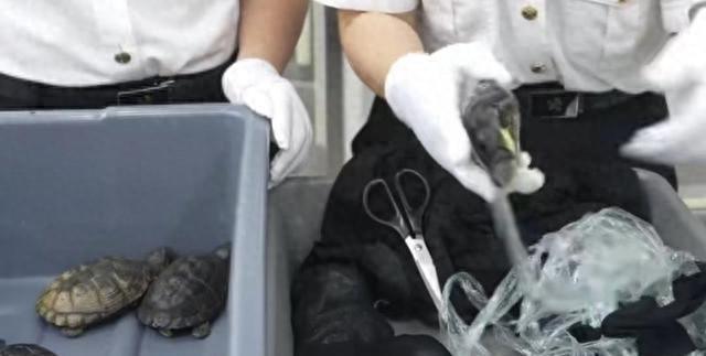 严禁入境后果严重！两女子在紧身裤内藏68只	，被广东海关查获