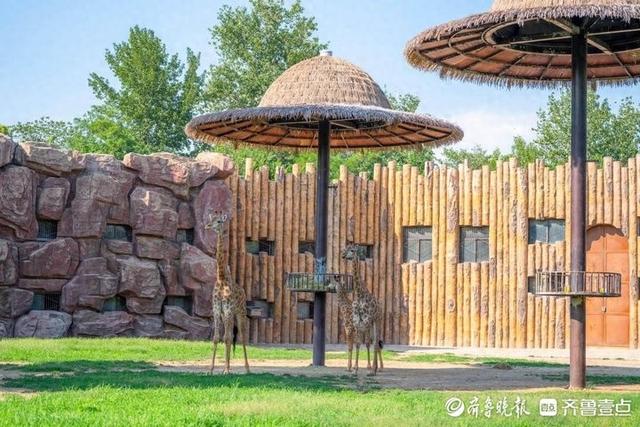 开学季遛娃首选！济南野生动物世界白 + 黑奇幻旅程等你来探秘