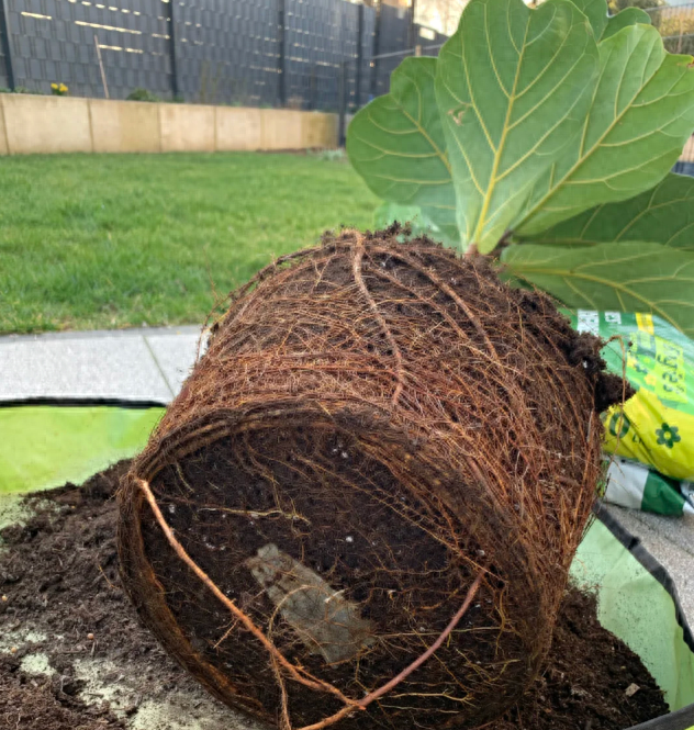 梦幻搬家植物（别再用小盆养花这5种富贵花必须大盆养）
