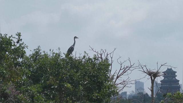 山东成武：水清岸绿引鹭栖 生态画卷入眼帘