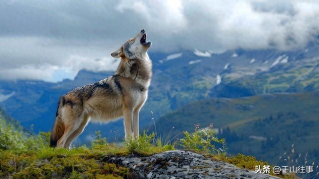 狼影谣：枣庄骑友的冬日山野奇遇