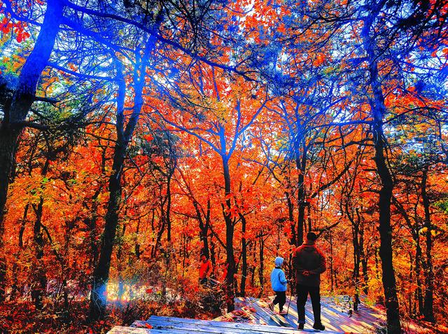层林尽染 踏秋而行