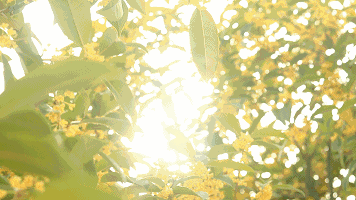 乘坐轨道交通去寻桂花香，这份地图请收藏！