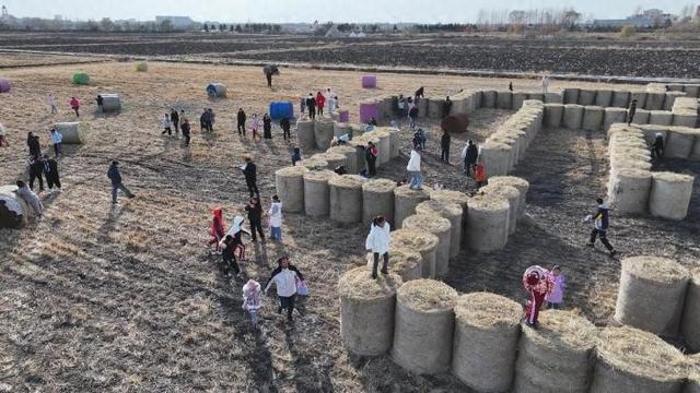 同江稻田上演秋日“反卷”大战