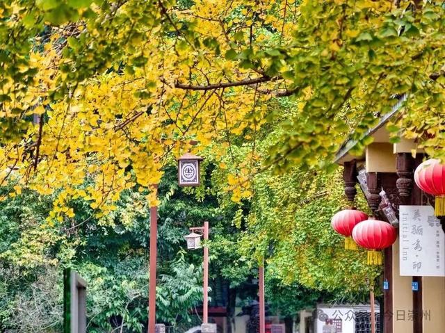 又见柿子红！许你街子古镇版“柿柿如意”