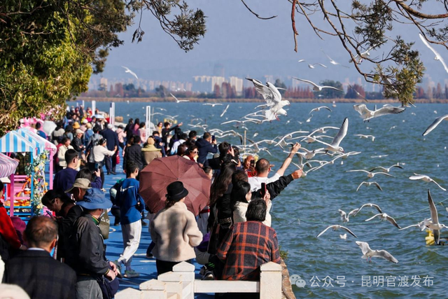 来昆观鸥！这样不堵！