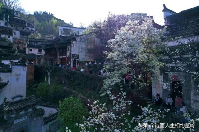 在你心底，世间什么花儿最美？