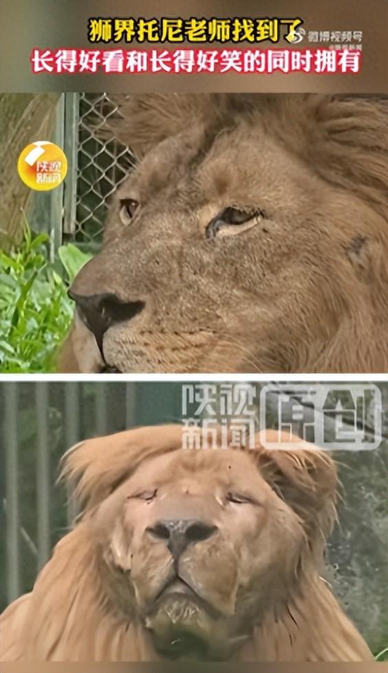 广州动物园“发型狮”被台风“桦加沙”吹出新造型，此前因多款不同发型走红