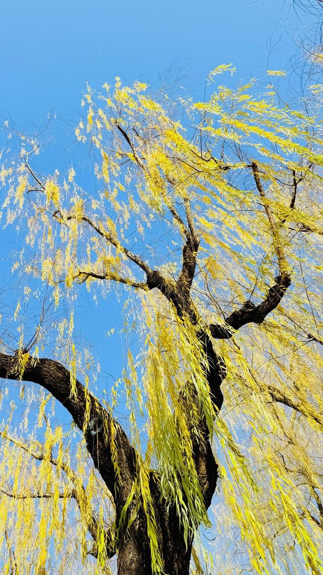 新视界｜如诗如画！冬至趵突泉 景色别样新