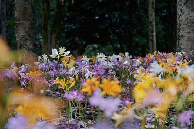 不止“彼岸花”，杭州植物园百万株石蒜花开，西湖景区还藏着不少观赏点