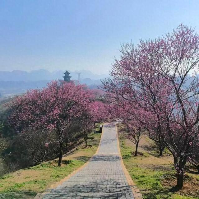 开园倒计时！贵州梅园梅香渐浓，静候君至