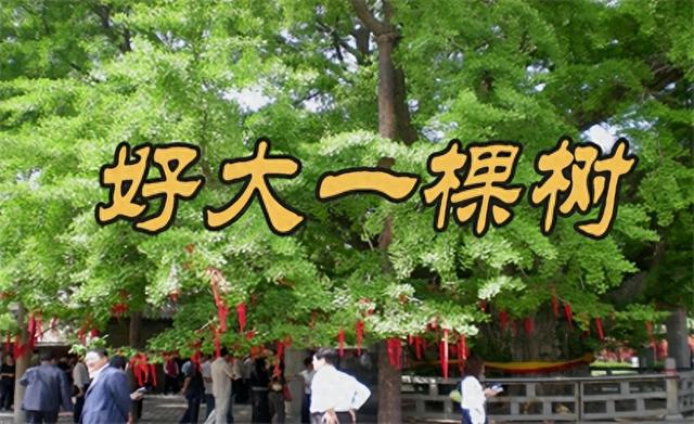 “齐鲁寻古”之六---好大一棵树