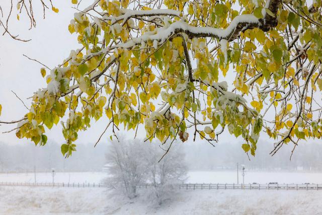 疆山如画丨雪花纷飞 那拉提披上银白盛装