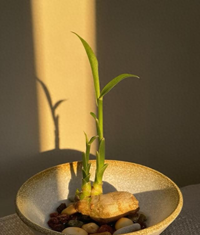 河南一阿姨，因“水培生姜太有意境”走红，网友：禅意十足！