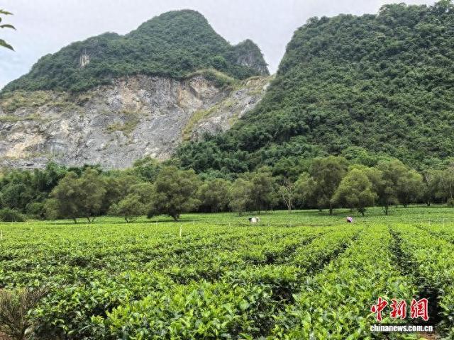 （侨乡新貌）广东英红镇茶香“侨味”浓 茶韵文旅“出圈”