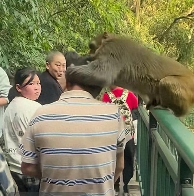 别惹猴子！否则你的景区之行可能“猴”变