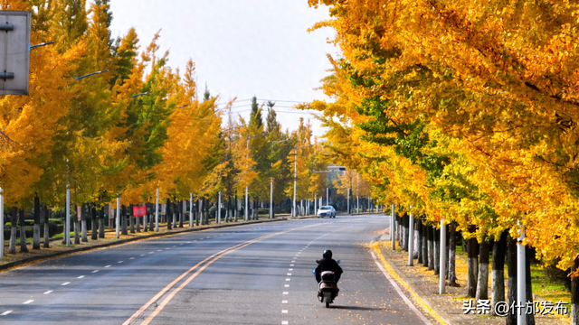 暖阳斜洒，“杏”好有你