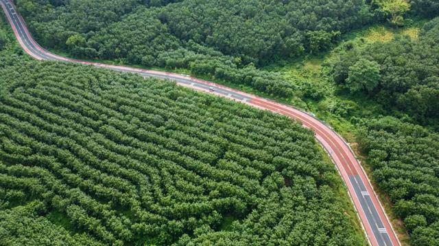 图观白沙 | 跟着赛事游白沙——白沙：自驾雨林公路，解锁国庆“森”呼吸