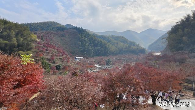 蓝山谷记：与十万株红枫的相遇