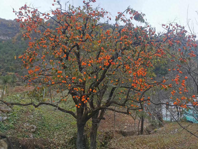 卢氏：枫叶红落叶黄 秋色浓好风光