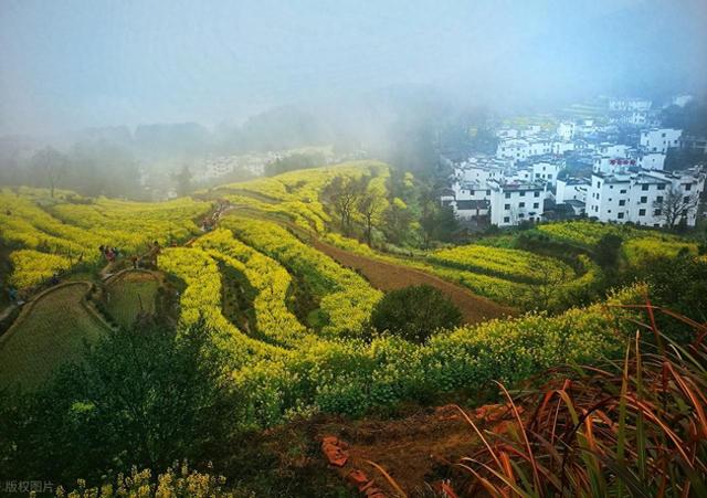 强烈建议！3 月一定要去一次婺源！不愧是中国必看花海之一！